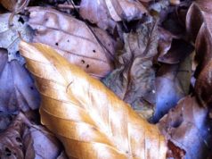 Mon Iphone fait des photos d’automne automne5