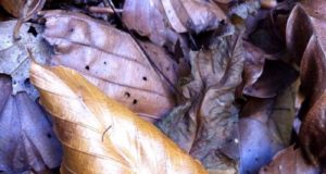 Mon Iphone fait des photos d’automne automne5