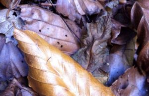 Mon Iphone fait des photos d’automne automne5