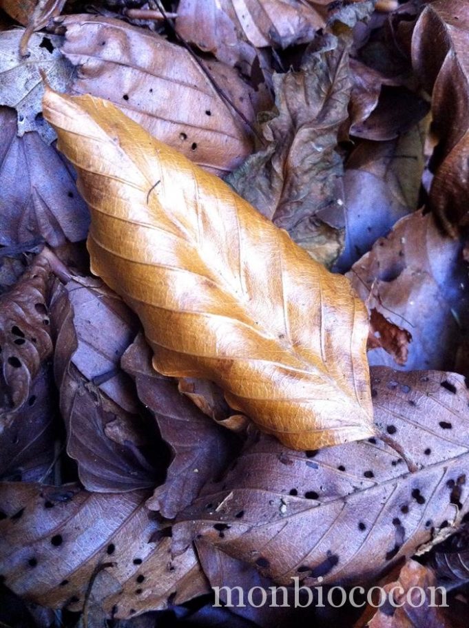 Mon Iphone fait des photos d’automne automne5