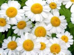 Et mes cheveux devinrent plus clairs… Merci gentille camomille camomille