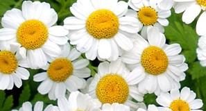 Et mes cheveux devinrent plus clairs… Merci gentille camomille camomille