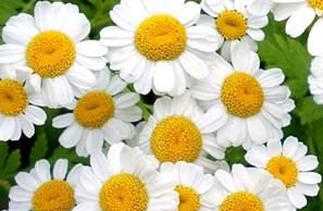 Et mes cheveux devinrent plus clairs… Merci gentille camomille camomille