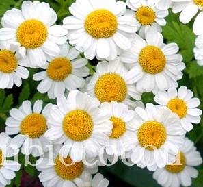 Et mes cheveux devinrent plus clairs… Merci gentille camomille camomille