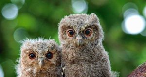 Chouette, on nous prend en photo ! mimi