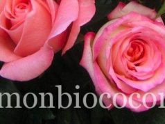 Je fabrique mon eau florale toute seule comme une grande roses