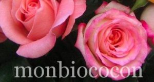 Je fabrique mon eau florale toute seule comme une grande roses