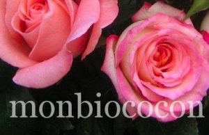 Je fabrique mon eau florale toute seule comme une grande roses