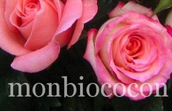 Je fabrique mon eau florale toute seule comme une grande roses