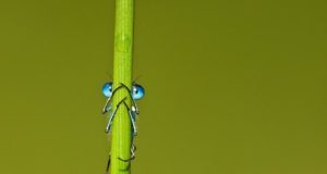 La nature nous observe tony-flashman