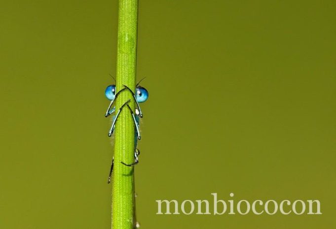 La nature nous observe tony-flashman