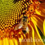 abeille