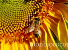 Parrainer une ruche pour sauver mon pot de miel et les abeilles avec abeille