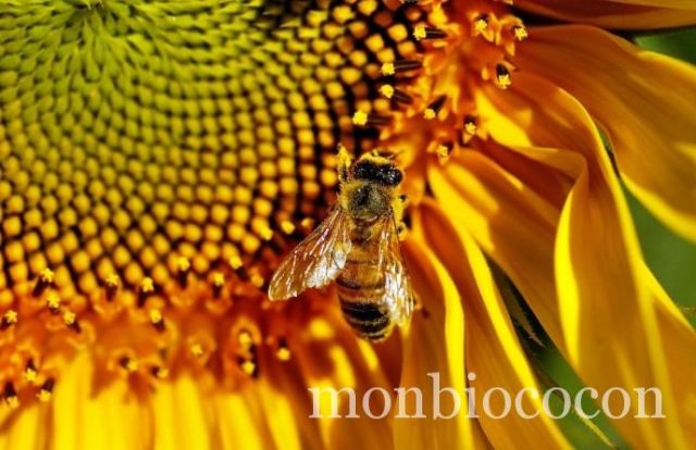 abeille abeille