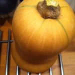 courge-butternut