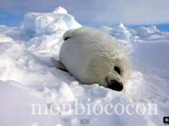Trop cute ce bébé phoque filmé, il me fait fondre…