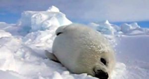 Trop cute ce bébé phoque filmé, il me fait fondre…