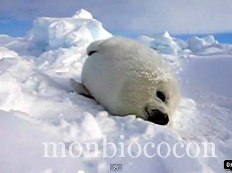 cute-bébé-phoque