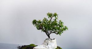 Oat: des baskets 100 % biodégradables à planter au fond du jardin oat-shoe