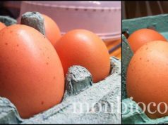 Des poules et des oeufs bio en bas de mon immeuble oeufs