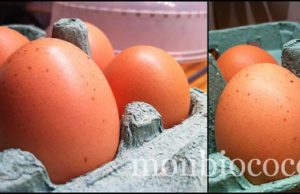 Des poules et des oeufs bio en bas de mon immeuble oeufs