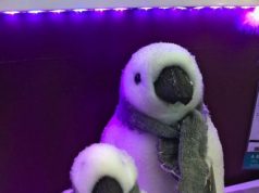 Noel c’est dans 7 semaines mais c’est déjà dans les magasins photo-11