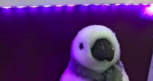 Noel c’est dans 7 semaines mais c’est déjà dans les magasins photo-11