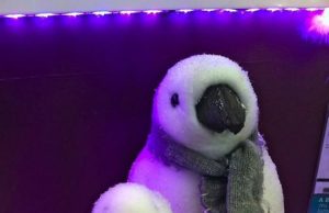 Noel c’est dans 7 semaines mais c’est déjà dans les magasins photo-11