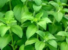 stevia