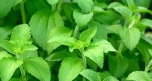 stevia