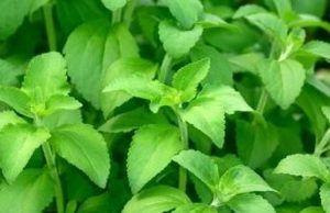 Passera, passera pas la Stévia ? Adoptée ! Sucrée ! stevia