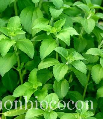 stevia stevia