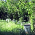 ruches-abeilles