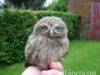 Bébé hibou trop chou en vidéo (choux, genoux, poux, hiboux, cailloux, crapatou!!!) bébé-hibou-cute