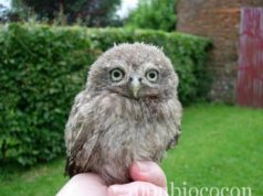 Bébé hibou trop chou en vidéo (choux, genoux, poux, hiboux, cailloux, crapatou!!!) bébé-hibou-cute