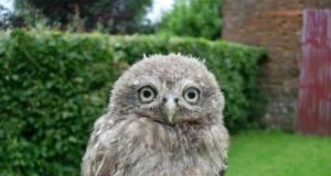 bébé-hibou-cute