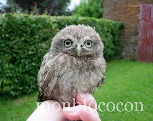 bébé-hibou-cute