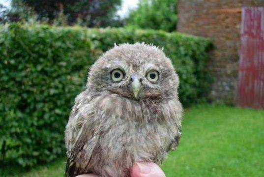bébé-hibou-cute