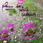 caca-chiens-rues-bordeaux-2