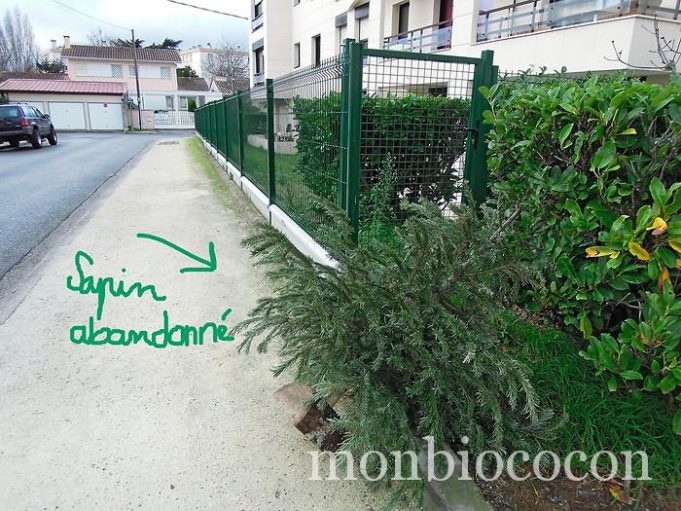 J’ai constaté l’abandon de sapin. Pour lutter contre je propose le cactus de Noel ! sapin-noel