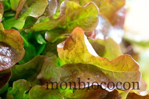 COM3POM-panier-bio-livraison-légumes-bordeaux-agen-toulouse-7