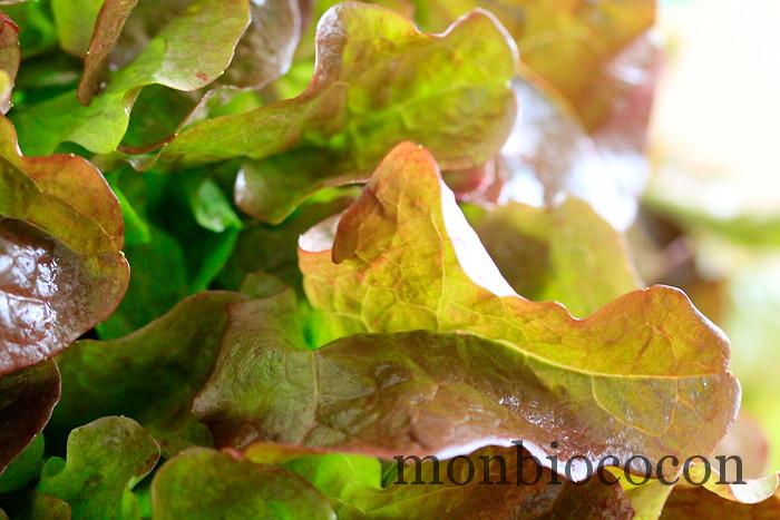 COM3POM-panier-bio-livraison-légumes-bordeaux-agen-toulouse-9