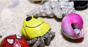 bernard-l'ermite-domestique-coquille-colorée