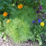 bombes-graines-
