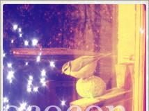 Petite mésange sur une boule de graisse (avec graines) sous le soleil hivernal, par -4 degrés mésange-perchée-boule-graisse-graines-hiver-rebord-de-fenêtre-99