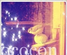 Petite mésange sur une boule de graisse (avec graines) sous le soleil hivernal, par -4 degrés mésange-perchée-boule-graisse-graines-hiver-rebord-de-fenêtre-99