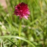 fleur des Alpes, randonnée au lac du Serpent