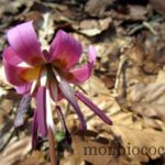 fleur des sous bois