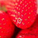 fraises-gariguettes-2012-0