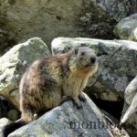 marmotte au lac du lauvitel alpes
